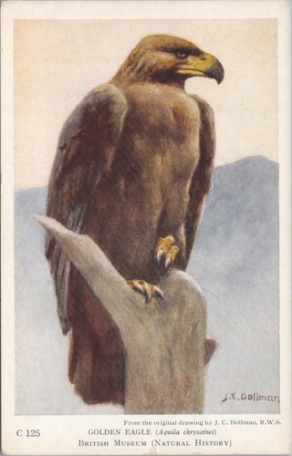 Animals postcard birds - postcard,