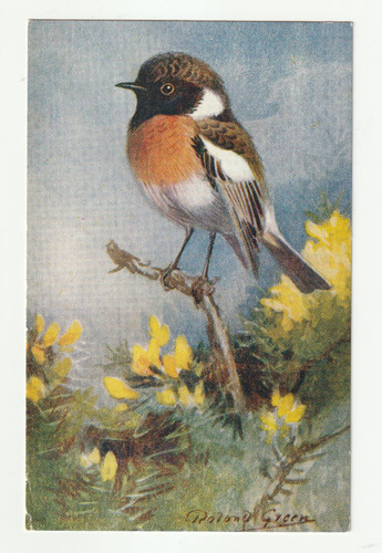 Roland green stonechat - roland, bird
