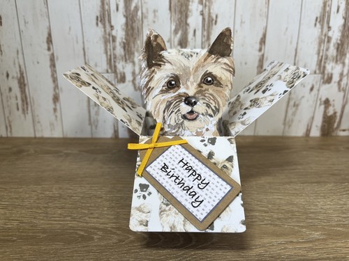 Cairn terrier dog birthday - dog,
