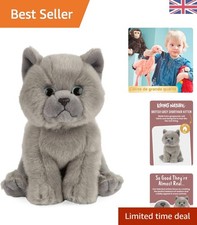 Adorable British Shorthair