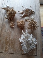 Natural Coral Collection for