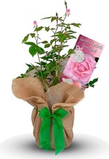 Queen Elizabeth Rose Bush - Commemorative Rose Bush - Gift Wrapped Rose Bush