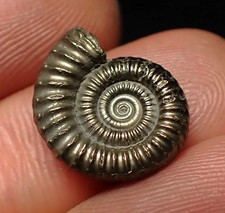 Crucilobiceras pyrite ammonite