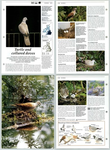 Turtle collared doves - collared,