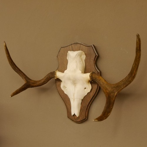 Small elk antlers skull trophy - small,