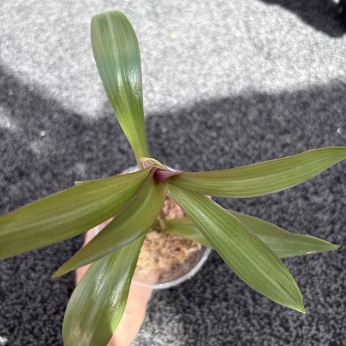 Tradescantia spathacea well - tradescantia,