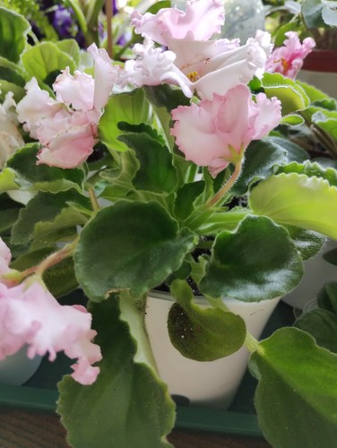 African violet saintpaulia - african,