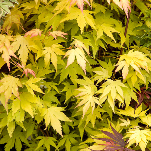 Acer orange dream - 1, x