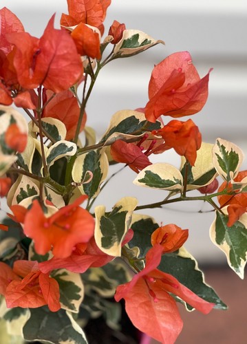 Stock bougainvillea - au,