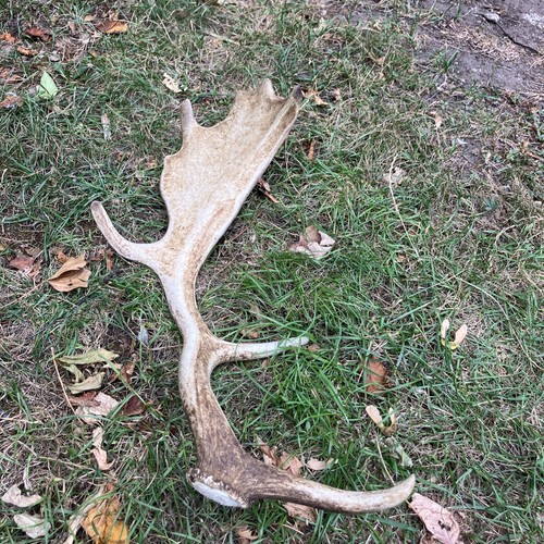 Fallow antler naturally - fallow,