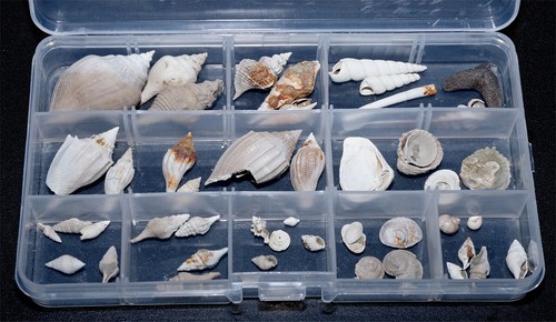 Eocene gastropod bivalve - 35, /