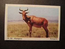 DANDY GUM WILD ANIMALS DANISH