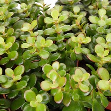 1 X CRASSULA MINOR MINI JADE
