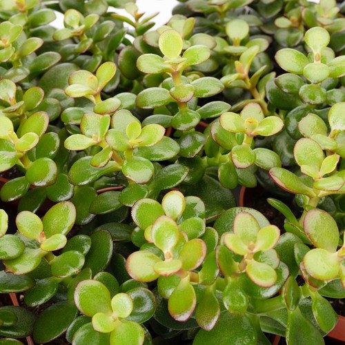 Crassula minor mini jade - 1,