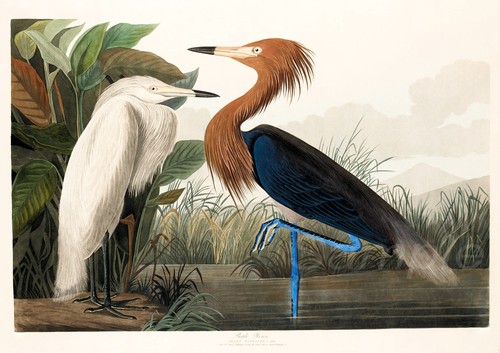 1827 purple heron john james - 1827,