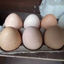 6 x  CHICKEN eggs for
