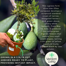 Mini Olive Tree – Olea