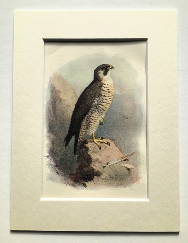 Peregrine falcon thorburn - peregrine,