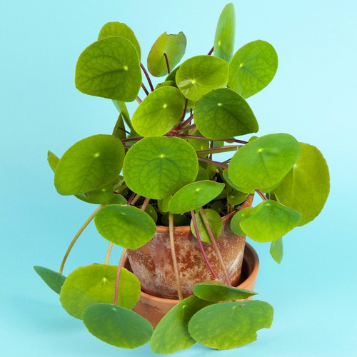 Pilea peperomioides 30cm - pilea,