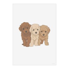'Nice Poodles Puppies' Wall
