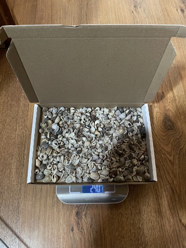 200g small seashells sea - 200g,