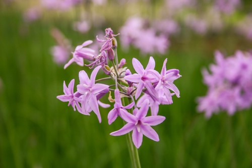 Live pink flower - live,