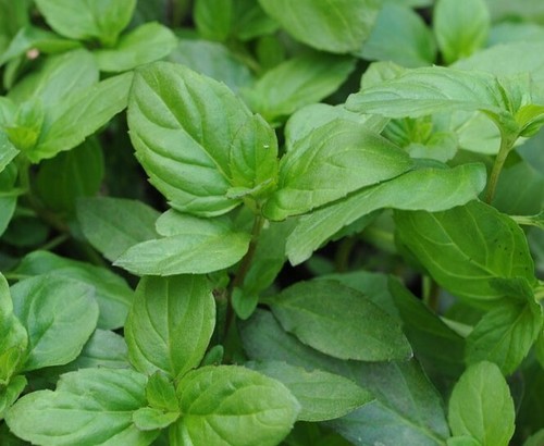 Mint basil mentha piperita - mint, ×