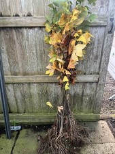 Tulip Tree - Liriodendron