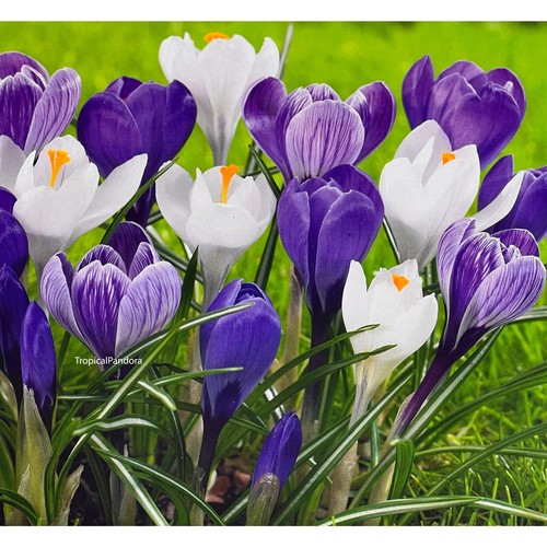 Jumbo large cronus - large, flower
