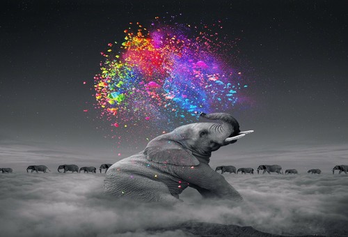 Elephant animal colourful - animal,