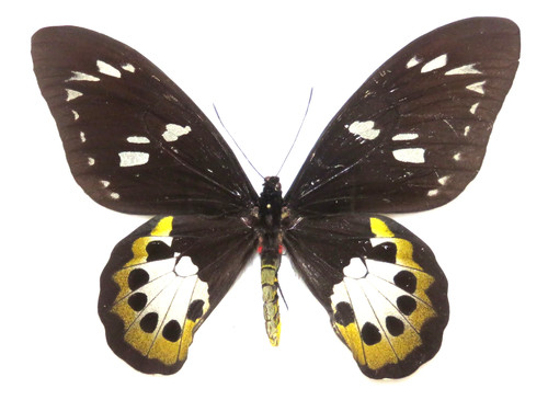 Ornithoptera tithonus
