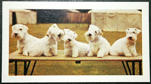 Sealyham terrier vintage - ,