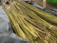 Premium Willow Cuttings - Hybrid super fast growing cuttings X 10 - Length 1ft
