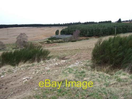 Photo 6x4 pheasant rearing - pheasant-rearing, pen