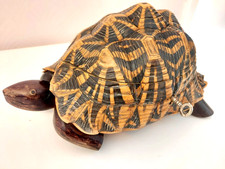 19th Century Anglo Indian Mahogany Indian Star Tortoise Tea Caddy
