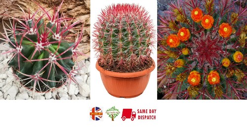 Mexican lime cactus - mexican,