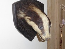 Vintage European badger (Meles meles), Skulls, Home Decor, Oddities, Curio,