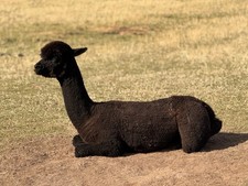 Cathy's Black Huacaya Alpaca