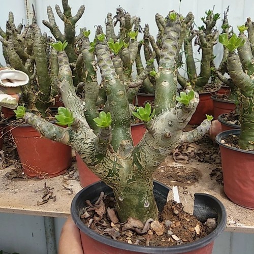 15cm tylecodon paniculata - 15cm,