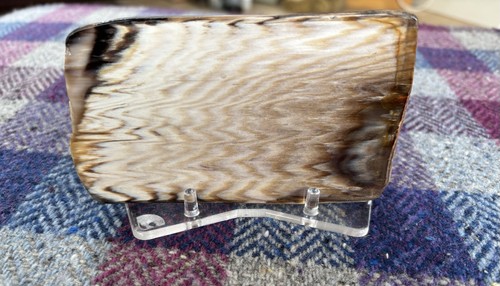 Australian fossilised wood - australian,