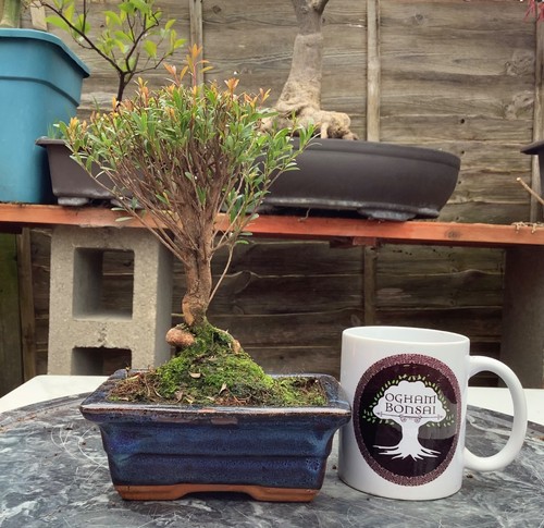 Syzygium bonsai indoor tree - indoor,