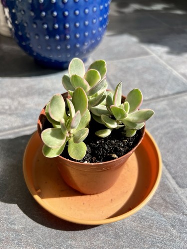 Crassula swaziensis variegated - swaziensis,