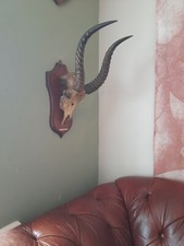 Rare Antique Taxidermy kudu Puku stag Buffalo antelope bull Horns skull