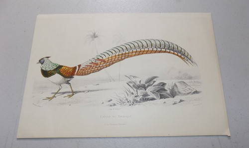 1849 antique bird print - bird,
