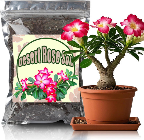 Organic desert rose potting - organic,