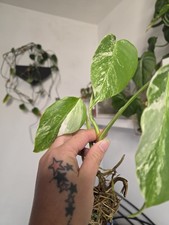 Monstera Albo Baby Plant Rare
