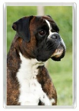 BOXER BRINDLE & WHITE DOG HEAD