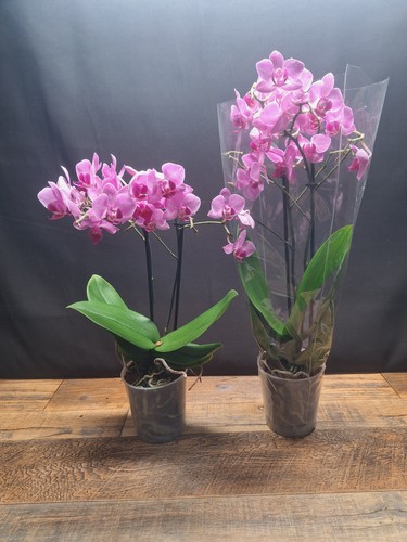 Orchids phalaenopsis pink - phalaenopsis,