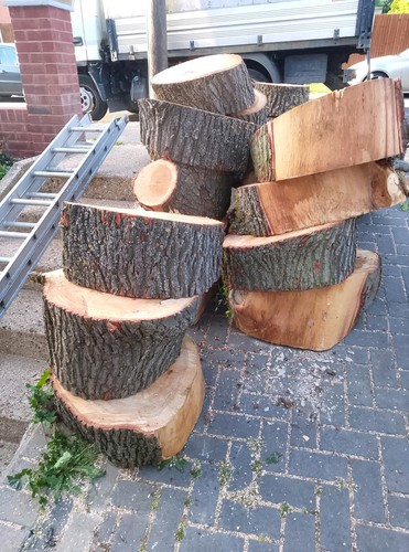 Freshly cut oak logs large - oak,
