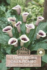 Zantedeschia 'Picasso' Calla